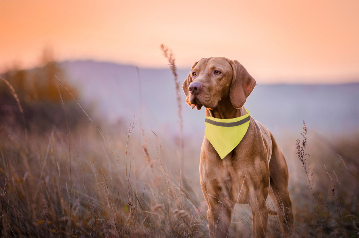 reflective dog's collar - Image 2